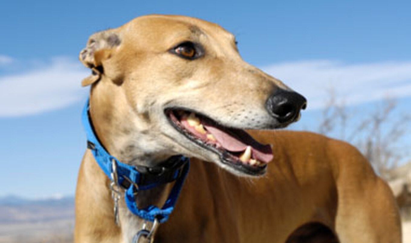 Florida Dog Racing Bill
