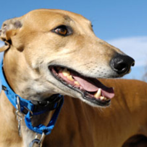 Florida Dog Racing Bill