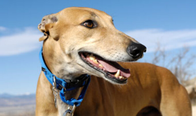 greyhound