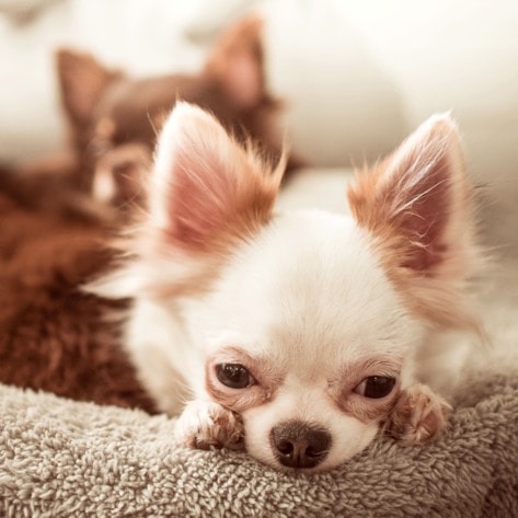 65 Groups Urge Everyone to Not Abandon Companion Animals During Coronavirus