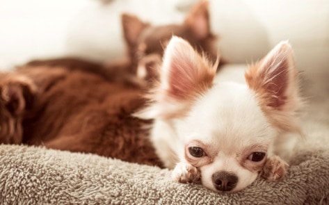 65 Groups Urge Everyone to Not Abandon Companion Animals During Coronavirus