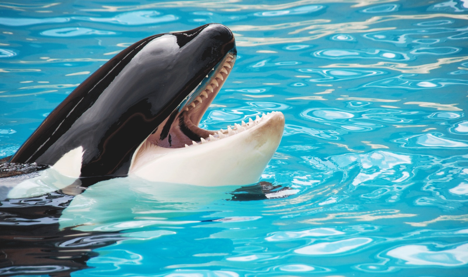 New Orca Documentary Takes an In-Depth Look at the Case Against Captivity