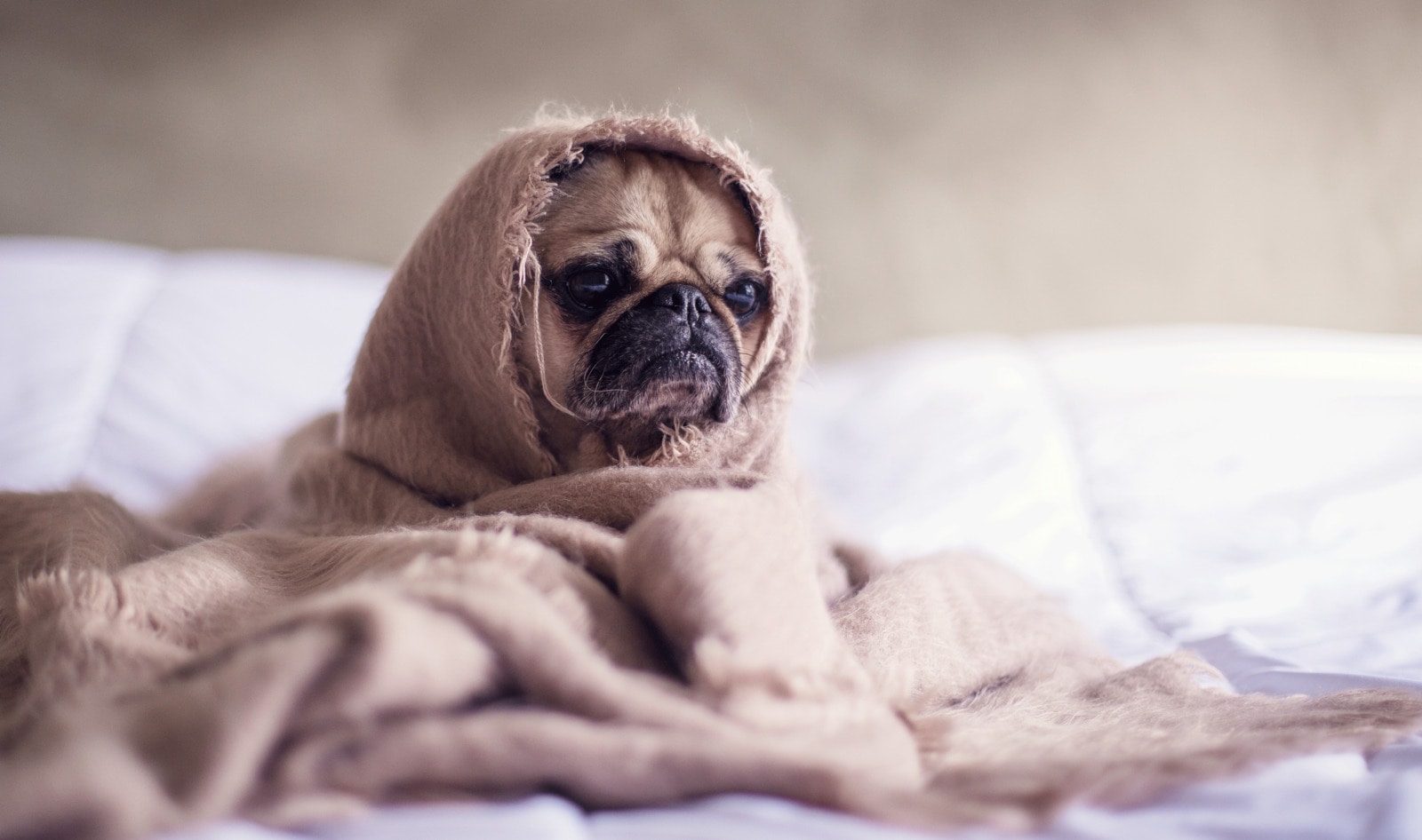 Vegan Startup Is Looking for the Next Top Dog Model 