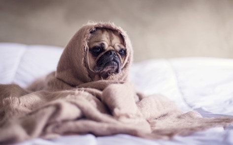 Vegan Startup Is Looking for the Next Top Dog Model 