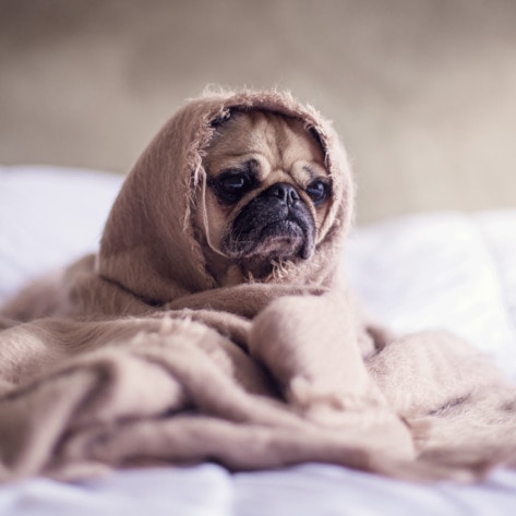 Vegan Startup Is Looking for the Next Top Dog Model 