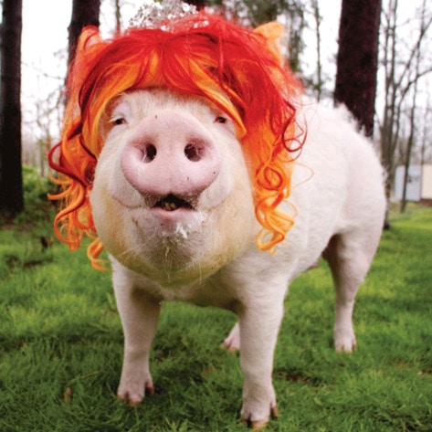 Esther the Wonder Pig Fans Outraged by University Pig Roast