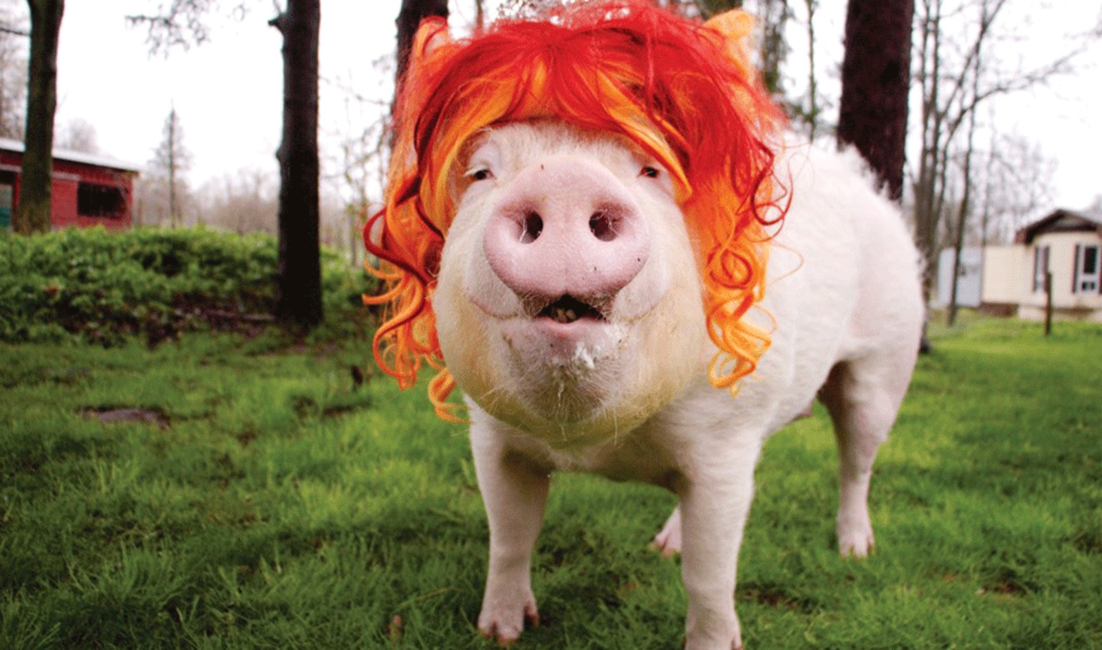 Esther the Wonder Pig Fans Outraged by University Pig Roast