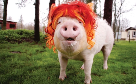 Esther the Wonder Pig Fans Outraged by University Pig Roast