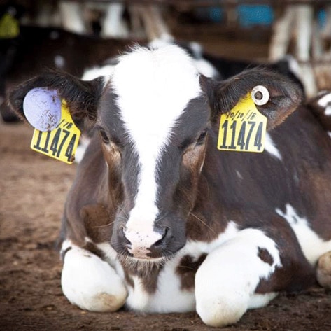 249 Cows Rescued From Slaughter on Hawaiian Dairy Farm