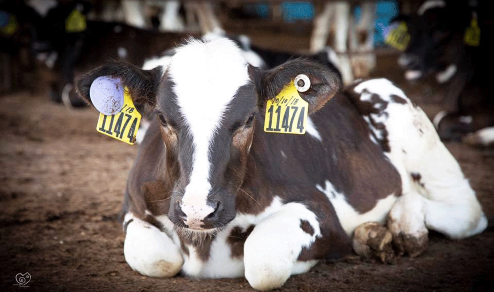 249 Cows Rescued From Slaughter on Hawaiian Dairy Farm