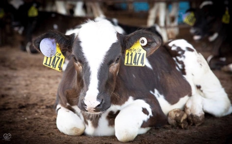 249 Cows Rescued From Slaughter on Hawaiian Dairy Farm