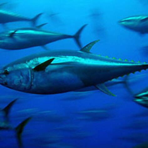 New Report Shows Alarming Drop in Tuna Population