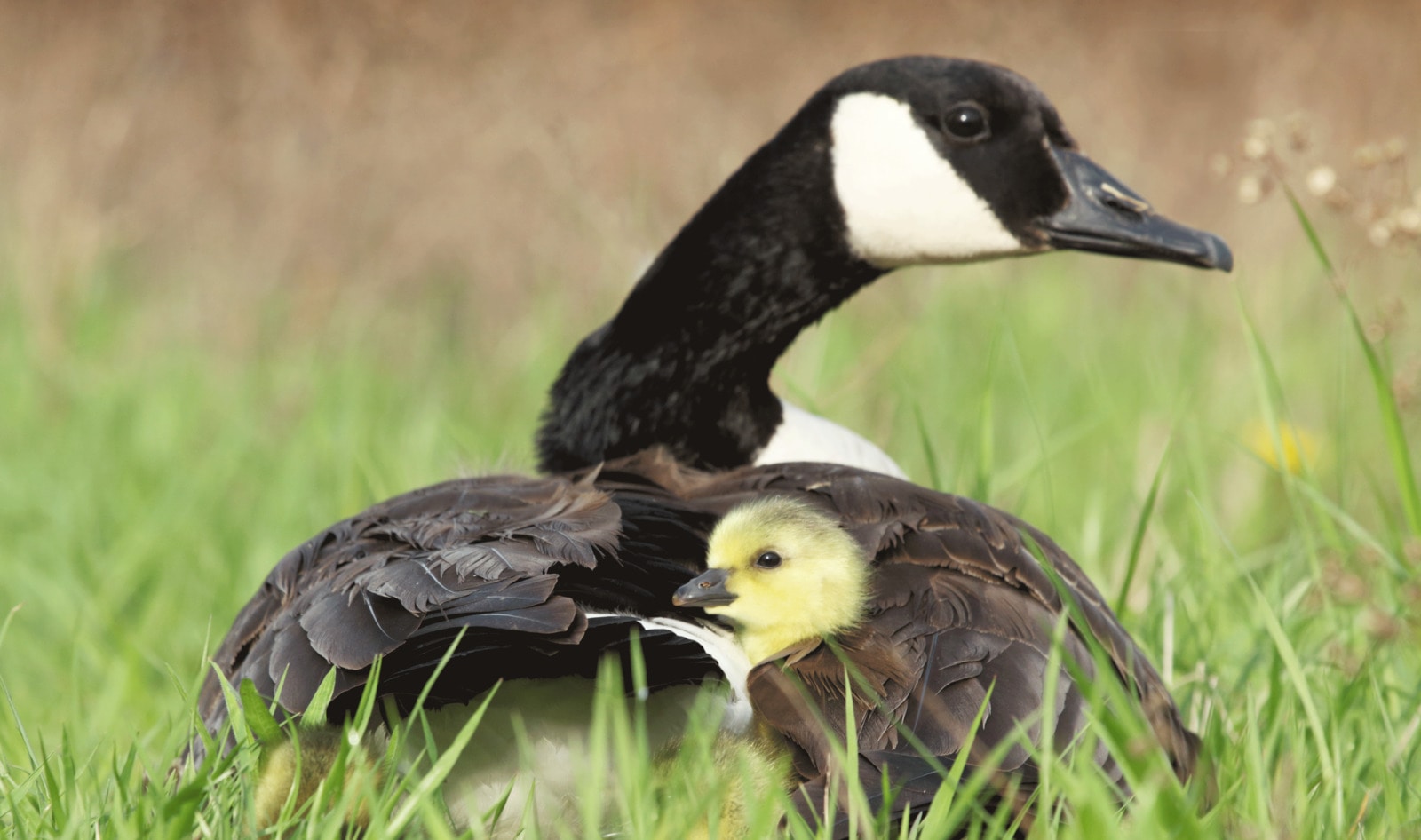 Denver Residents Outraged by City Killing Geese to Reduce Poop
