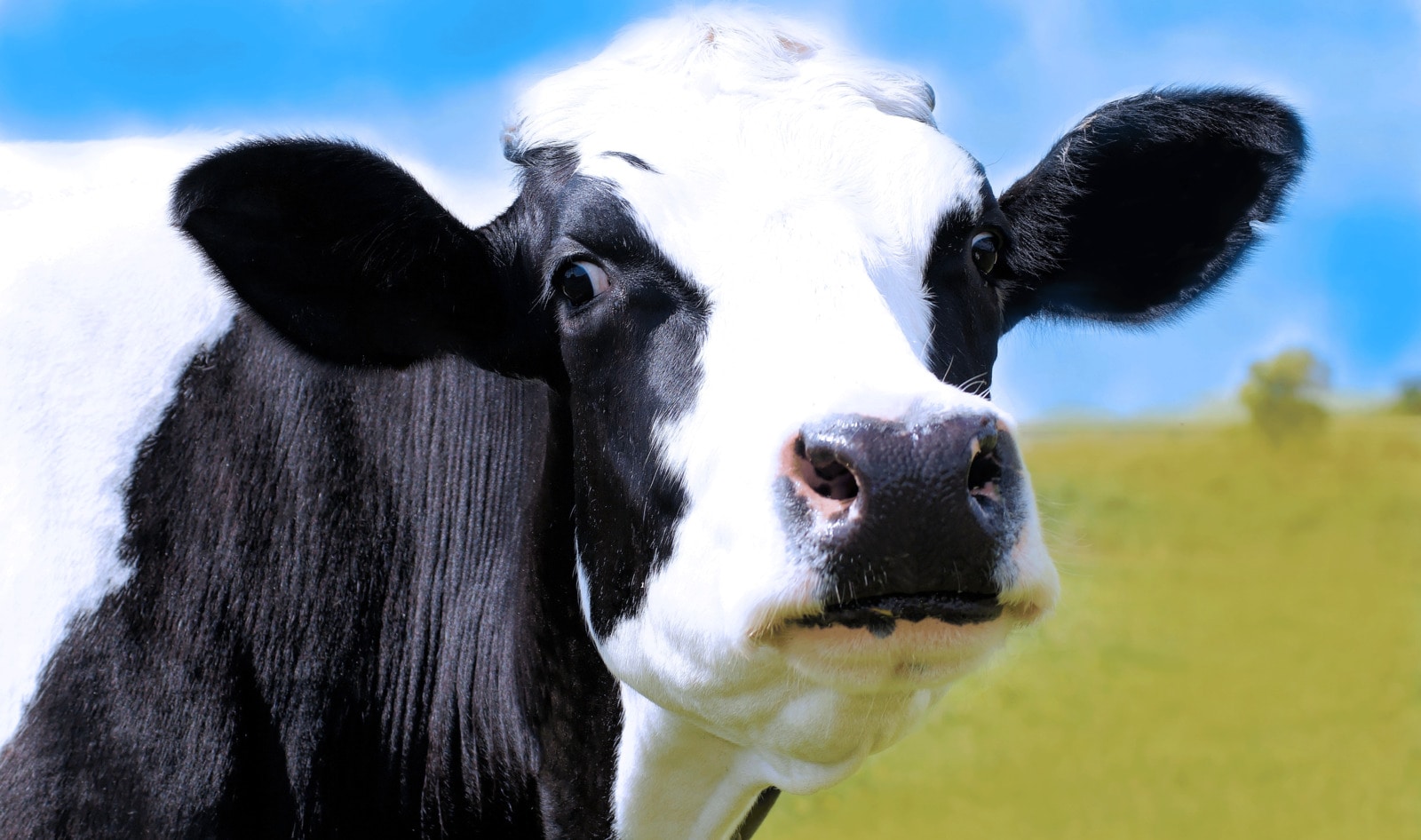 Dairy Industry Pushes Caffeine on High Schoolers to Sell More Milk