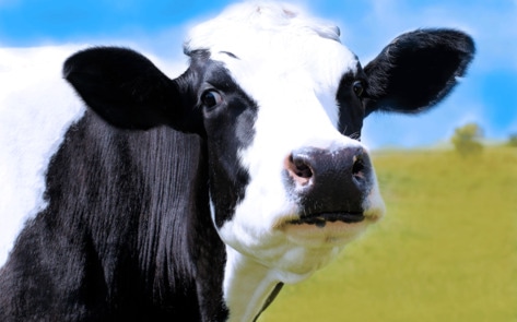 “Dairy Does a Body Bad,” Doctors Say in New Scientific Report