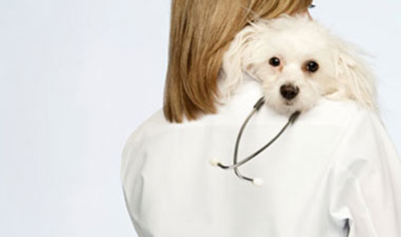 Veterinarians Help Haiti