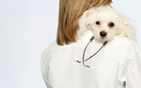 Veterinarians Help Haiti