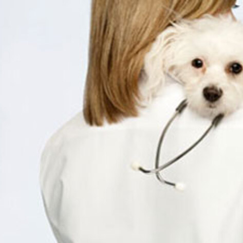 Veterinarians Help Haiti