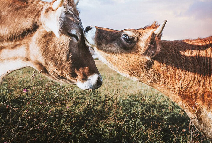 Instagram’s Official Account Promotes Vegan Activist Sammantha Fisher 