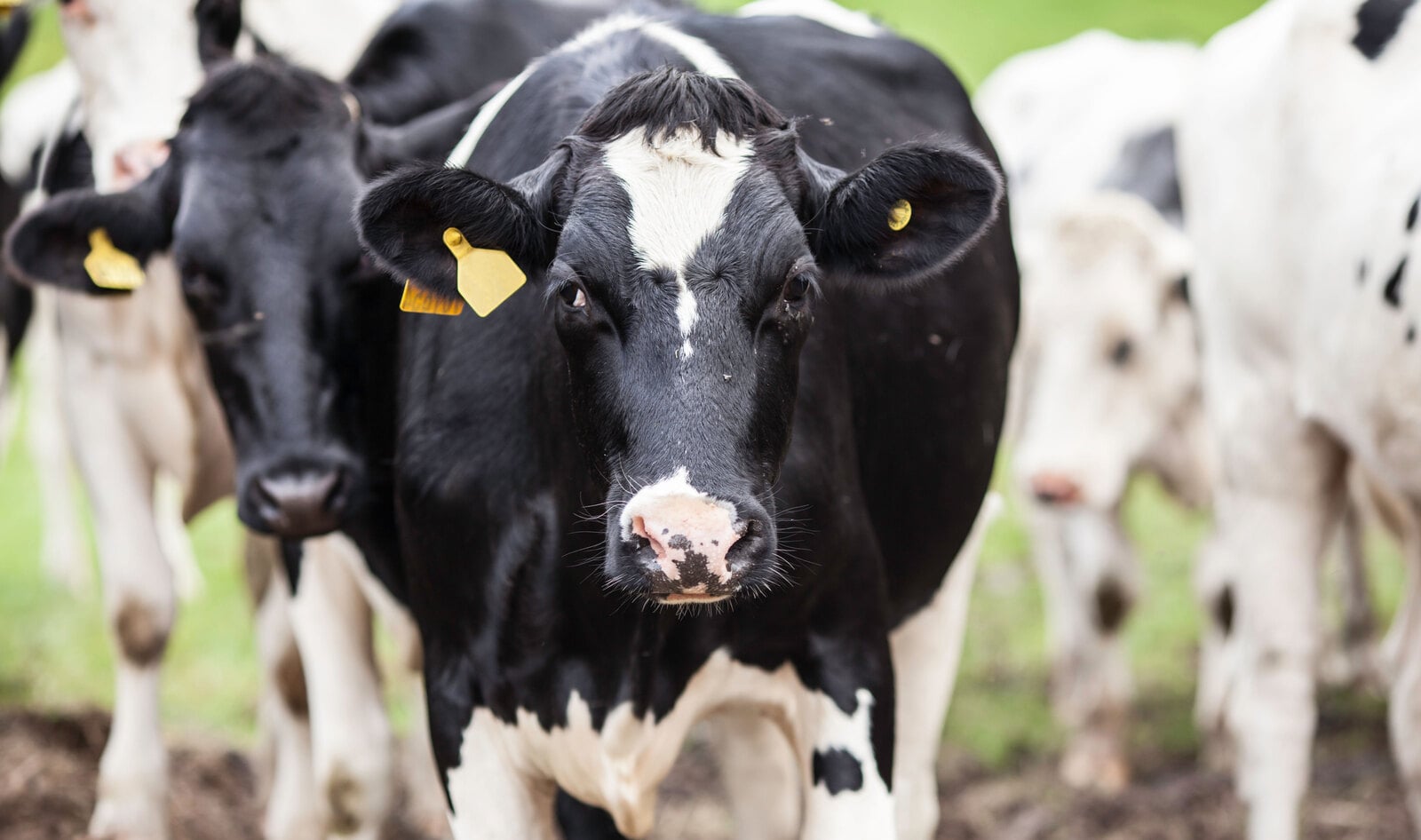 Organic Dairy Farm Just as Cruel as Conventional, Investigation Finds&nbsp;