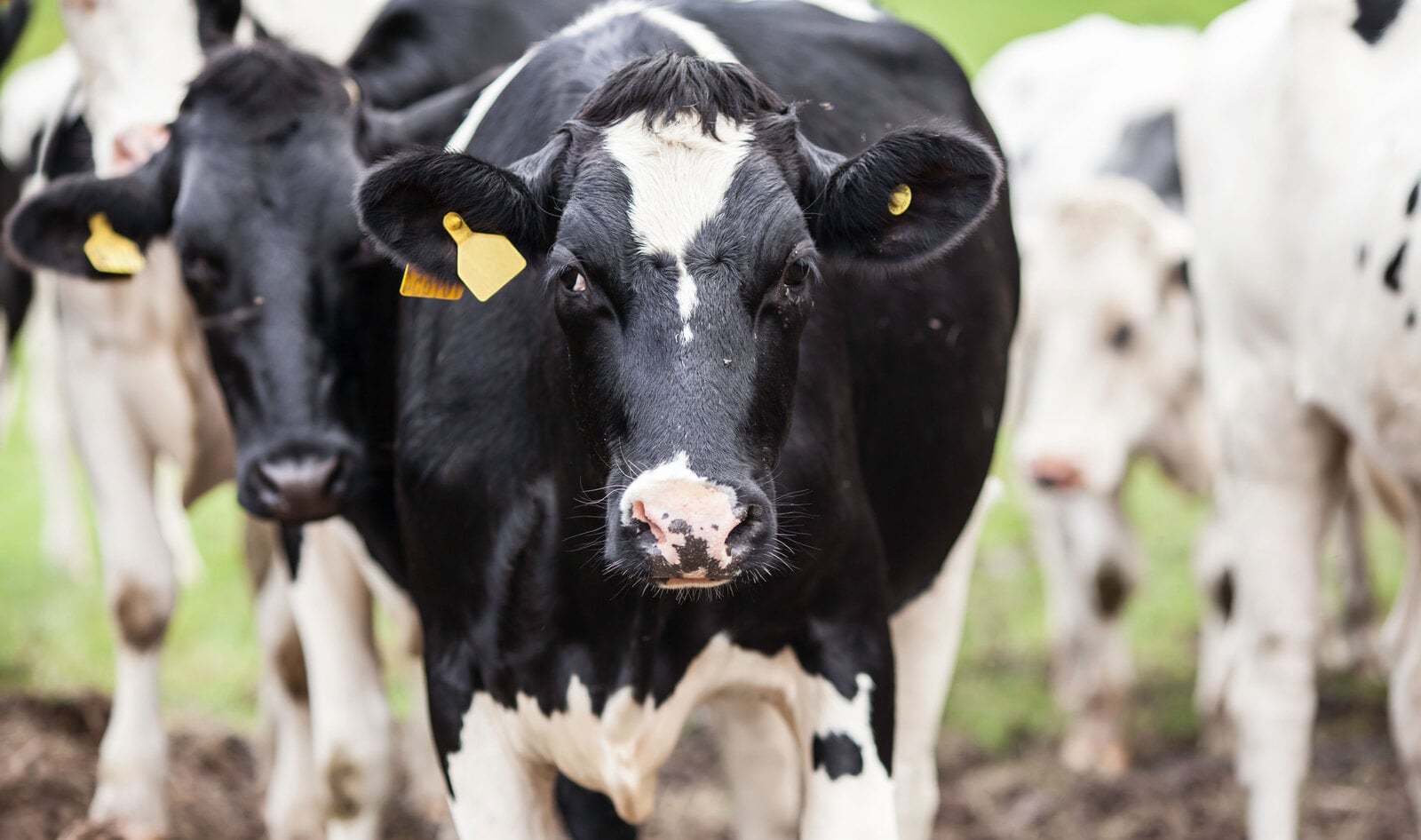 Cheese Brand Launches Dairy-Free Friday Campaign to Halt Climate Change 