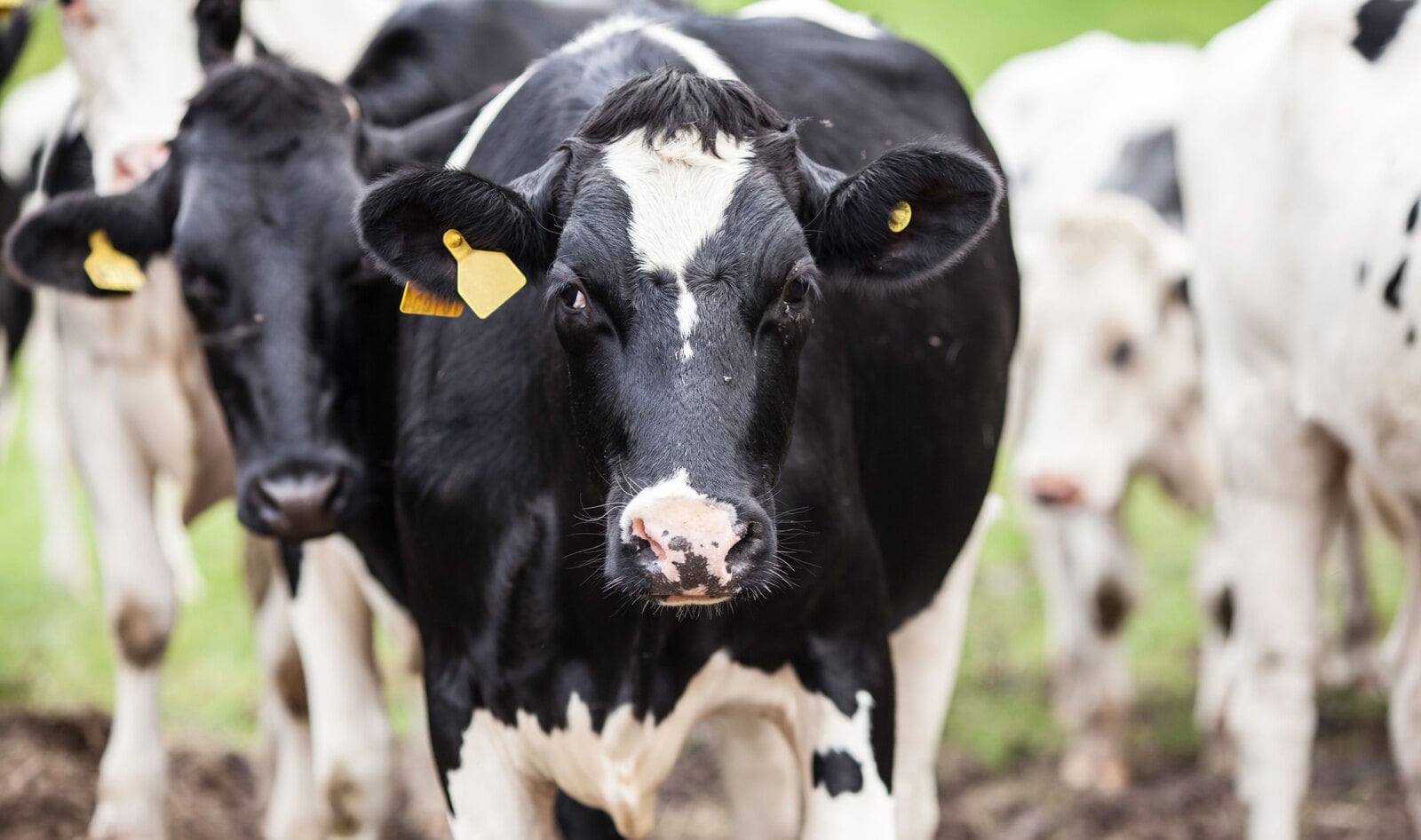 Lobby Groups Propose Program to Congress to Transition Animal Farmers to Plant-Based Agriculture 