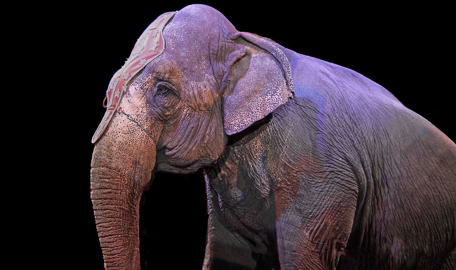 UK Finally Bans Wild Animal Circuses after 20 Years of Protests