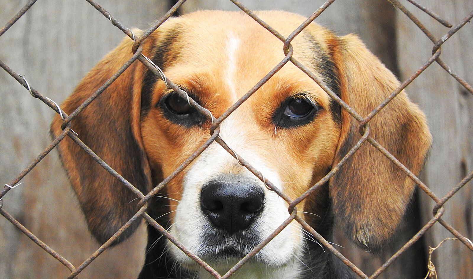 Senators Introduce Bill to Help Lab Animals Retire into Loving Homes