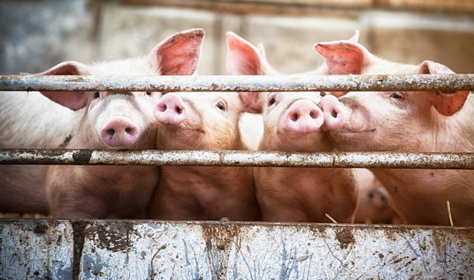 USDA Deregulates Pig Slaughter Speed, Making the Animal Agriculture System Even More Dangerous