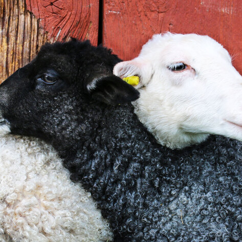 High School “Future Farmers of America” Send Animals to Sanctuary Instead of Slaughter 