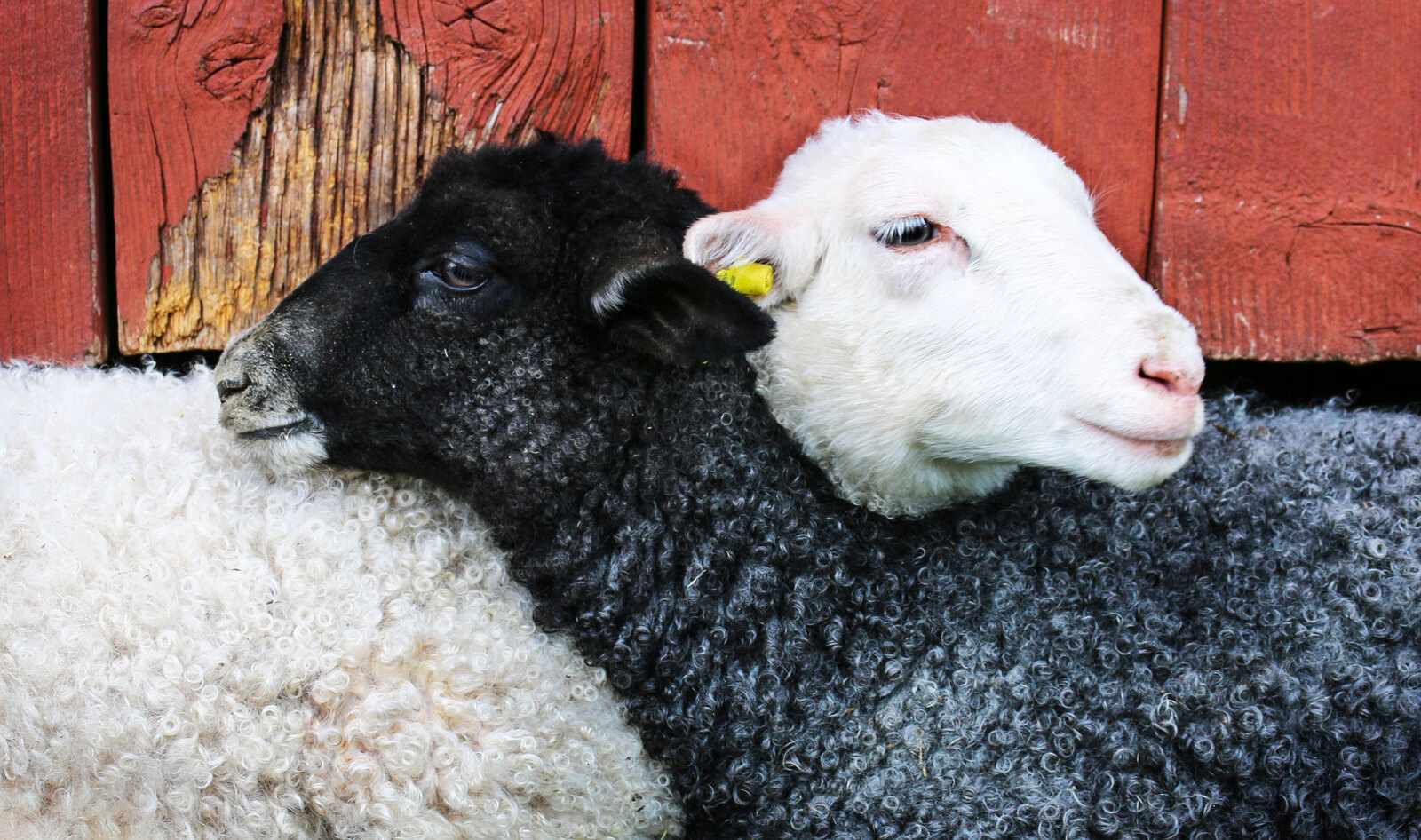 High School “Future Farmers of America” Send Animals to Sanctuary Instead of Slaughter 