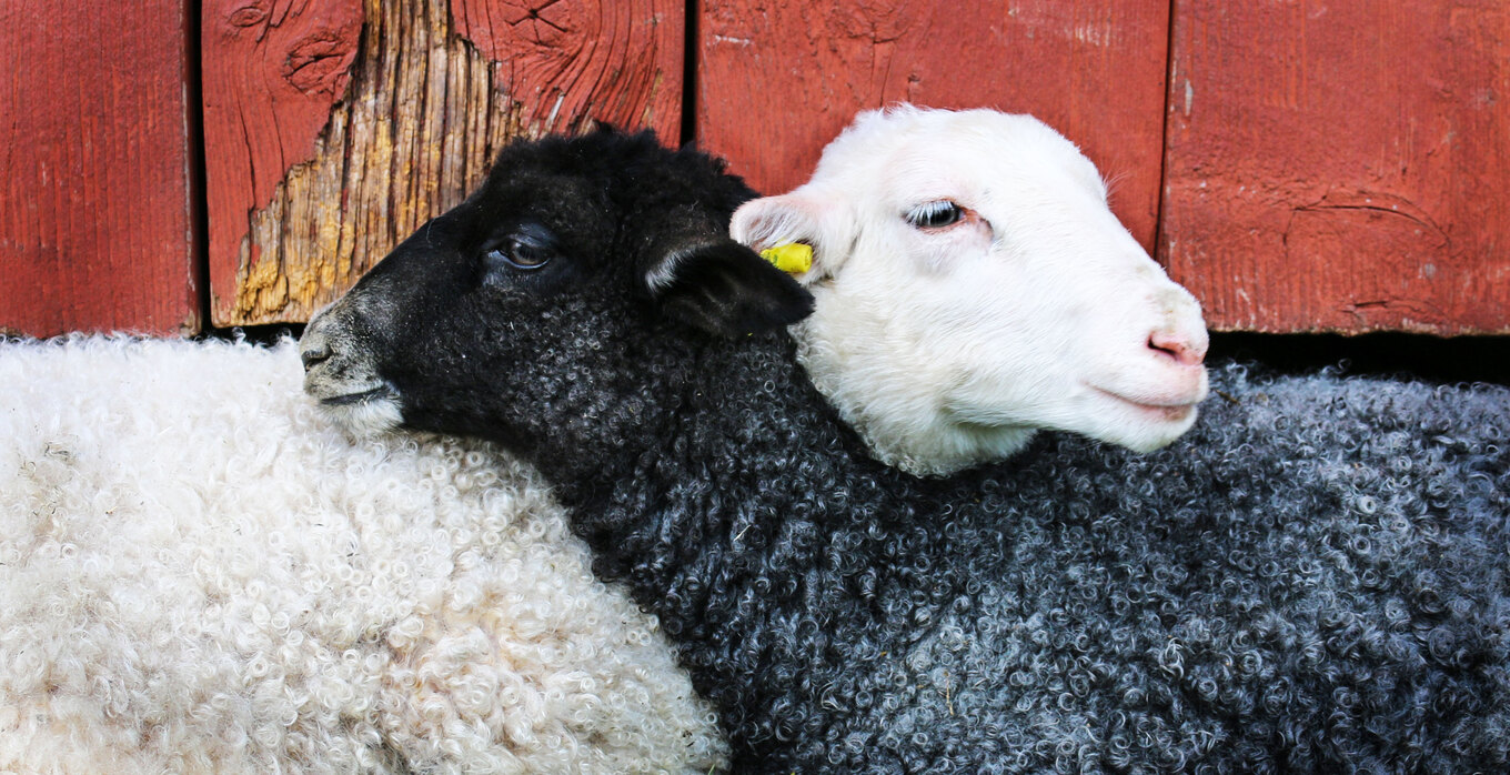 VegNews.LambSheep