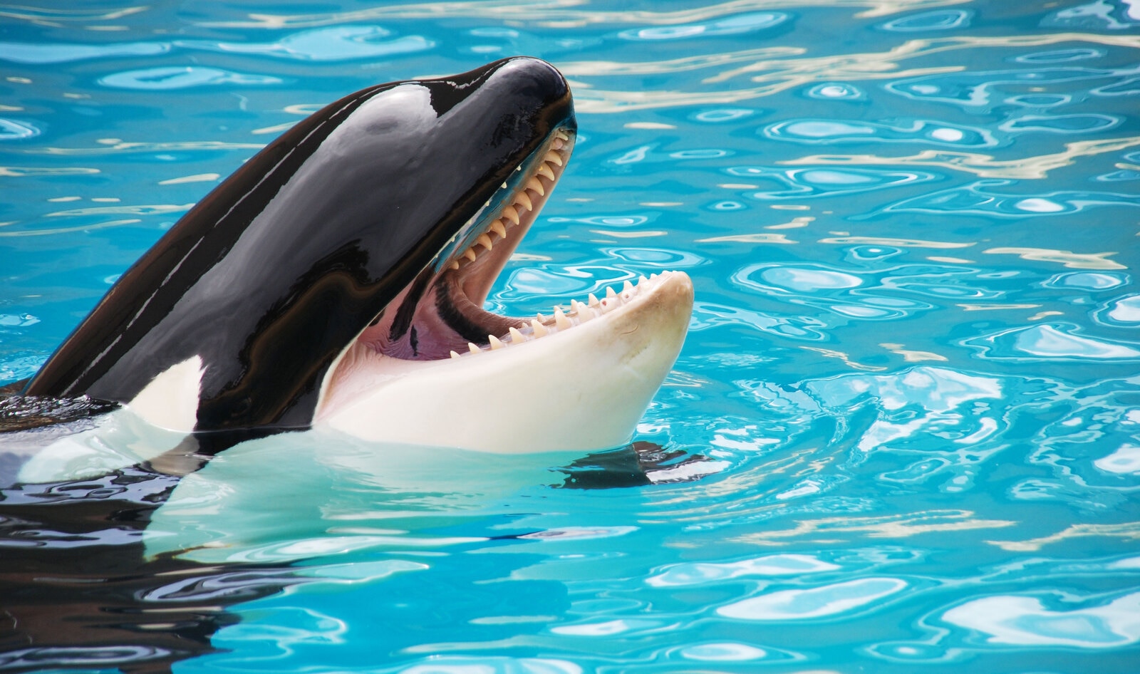 SeaWorld Adds Impossible Burger, Continues to Exploit Marine Life