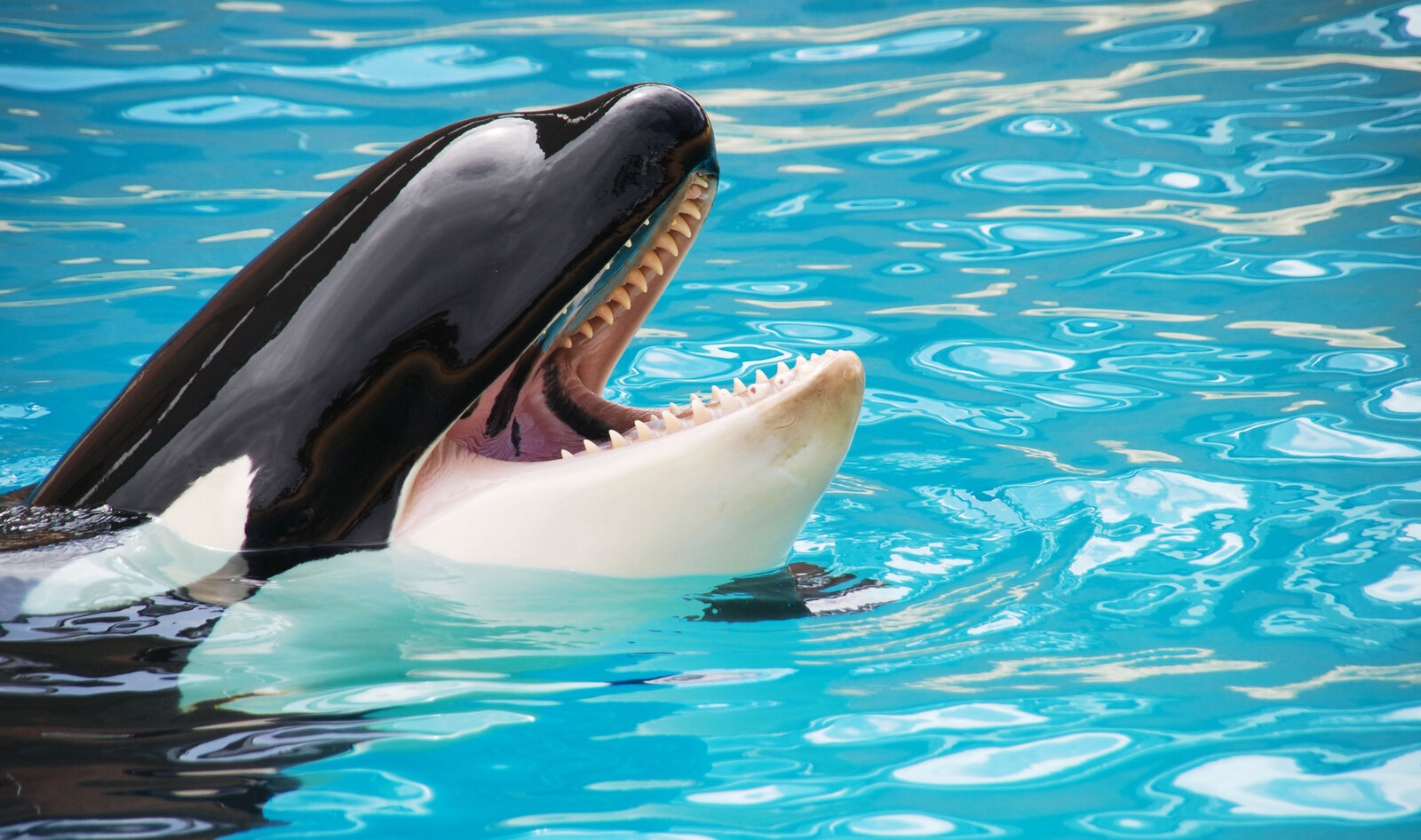 AAA Northeast Stops Selling Tickets to SeaWorld