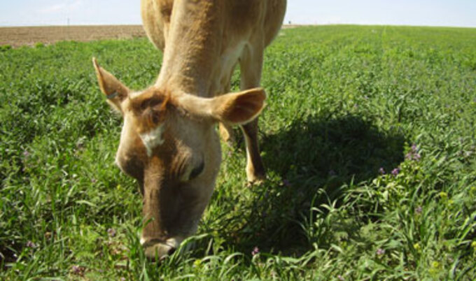 cow