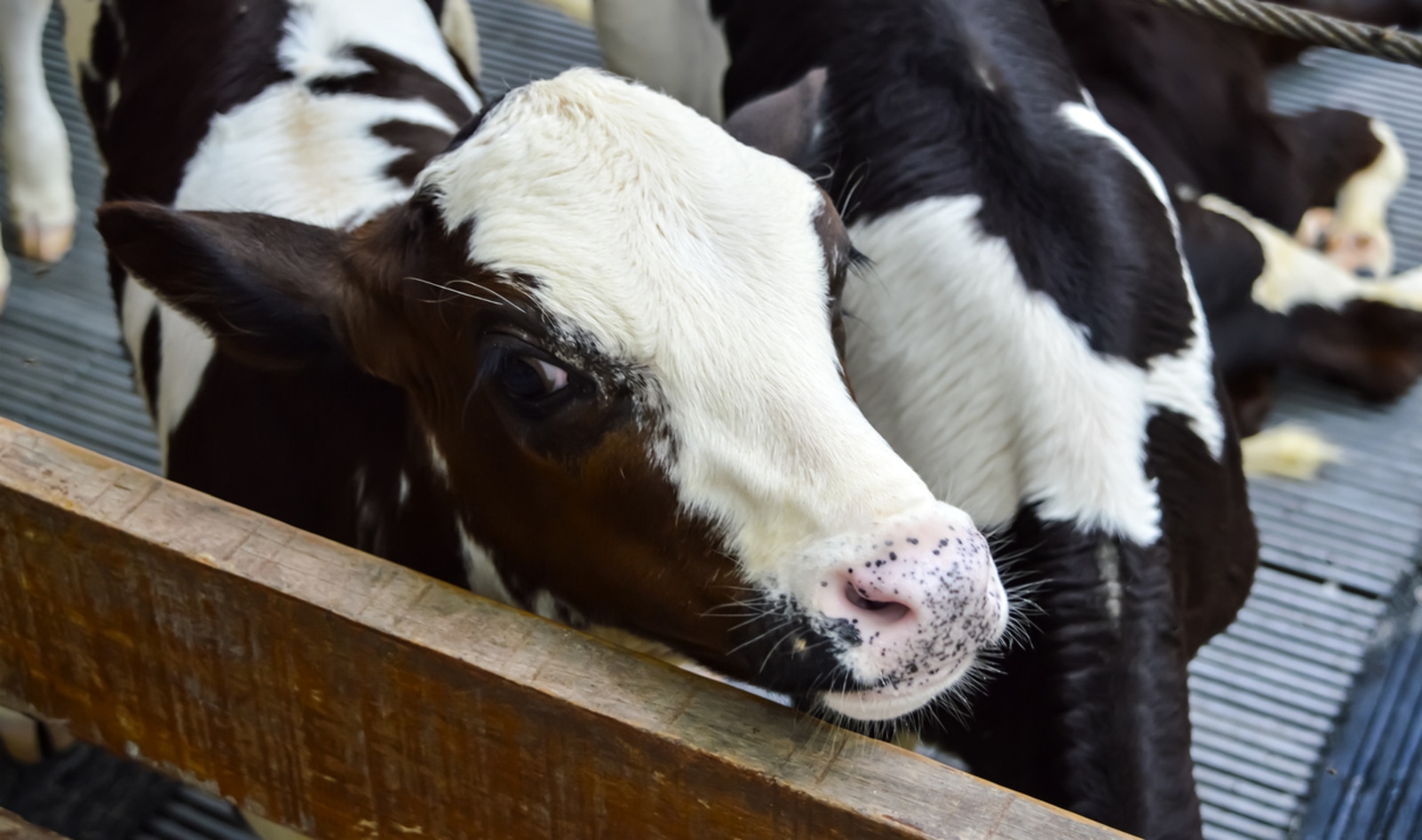 Investigation Reveals Calves Raised for Veal Being “Brutalized” and Starved to Death&nbsp;
