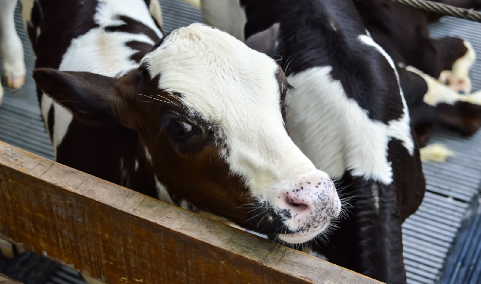Investigation Reveals Calves Raised for Veal Being “Brutalized” and Starved to Death 