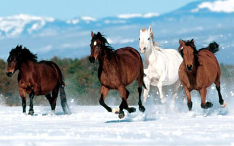 USDA Approves Horse Slaughter Inspections in NM