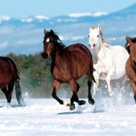 Horse Slaughter Inspections Temporarily Stopped