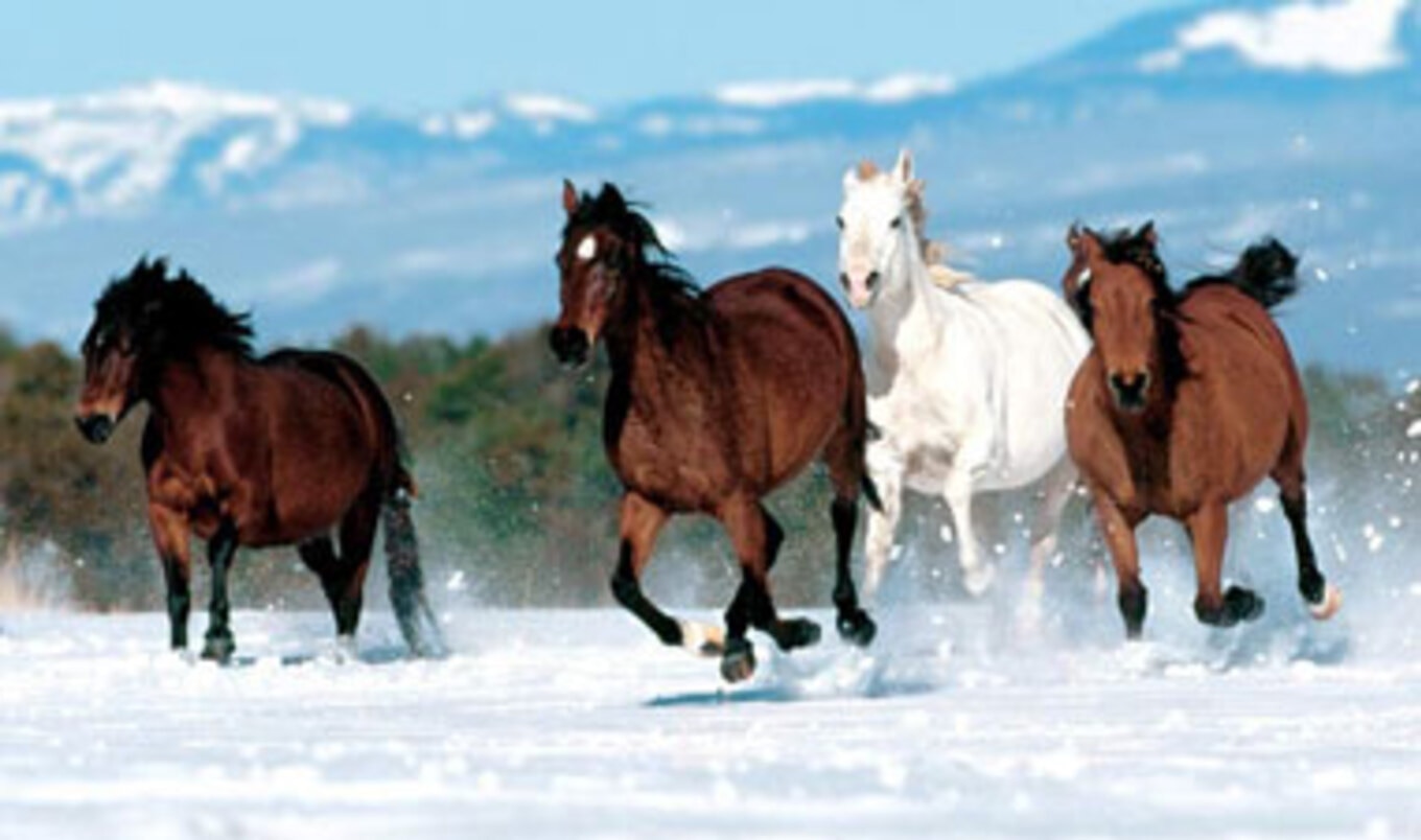 Horse Slaughter Inspections Temporarily Stopped