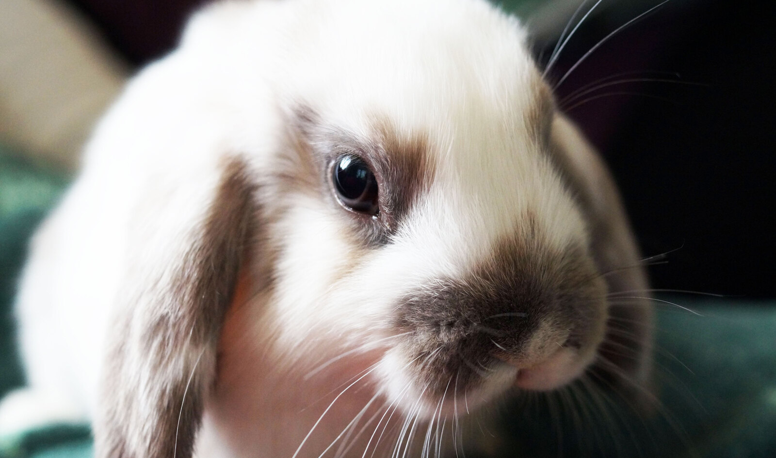 Illinois Bans Sale of Cosmetics Tested on Animals