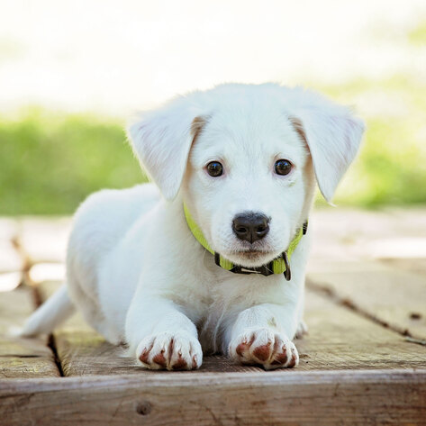 Biotech Startup Debuts High-Protein Meat-Free Dog Food