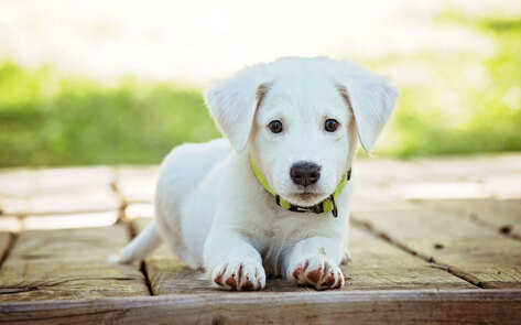 Biotech Startup Debuts High-Protein Meat-Free Dog Food