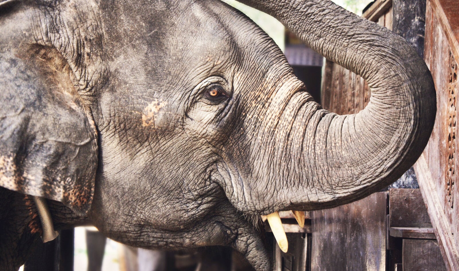 Cruel Bullhooks to Be Banned in Zoos Nationwide