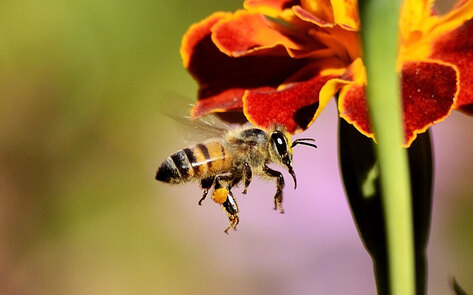 4 Ways to Make Pollinators at Home in Your Garden and Yard