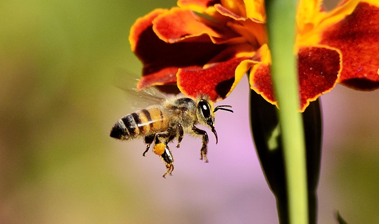 Pesticides Kill 500 Million Bees in Brazil in 90 Days