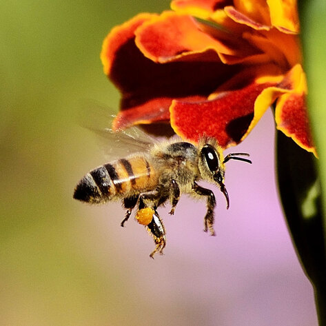 4 Ways to Make Pollinators at Home in Your Garden and Yard