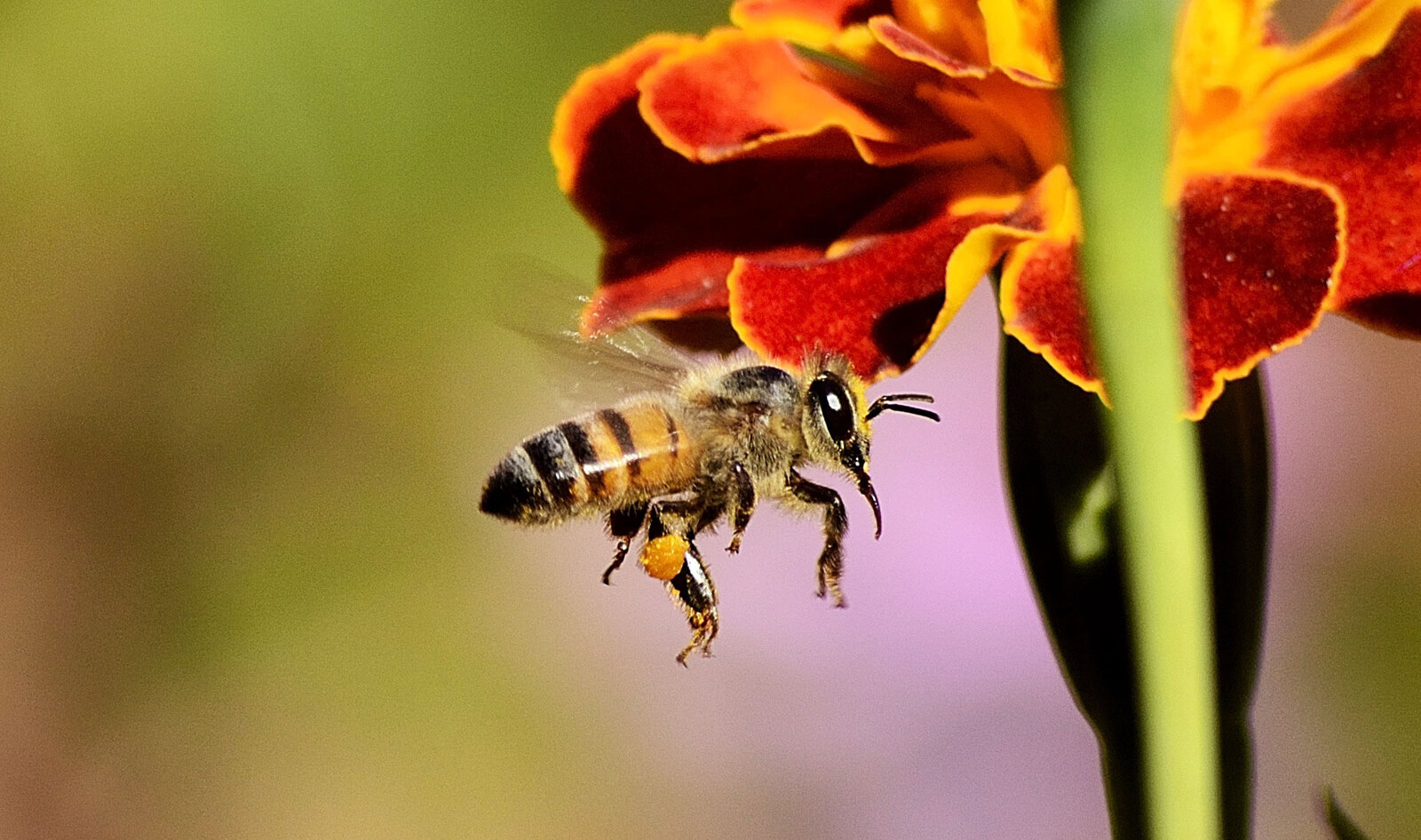 4 Ways to Make Pollinators at Home in Your Garden and Yard