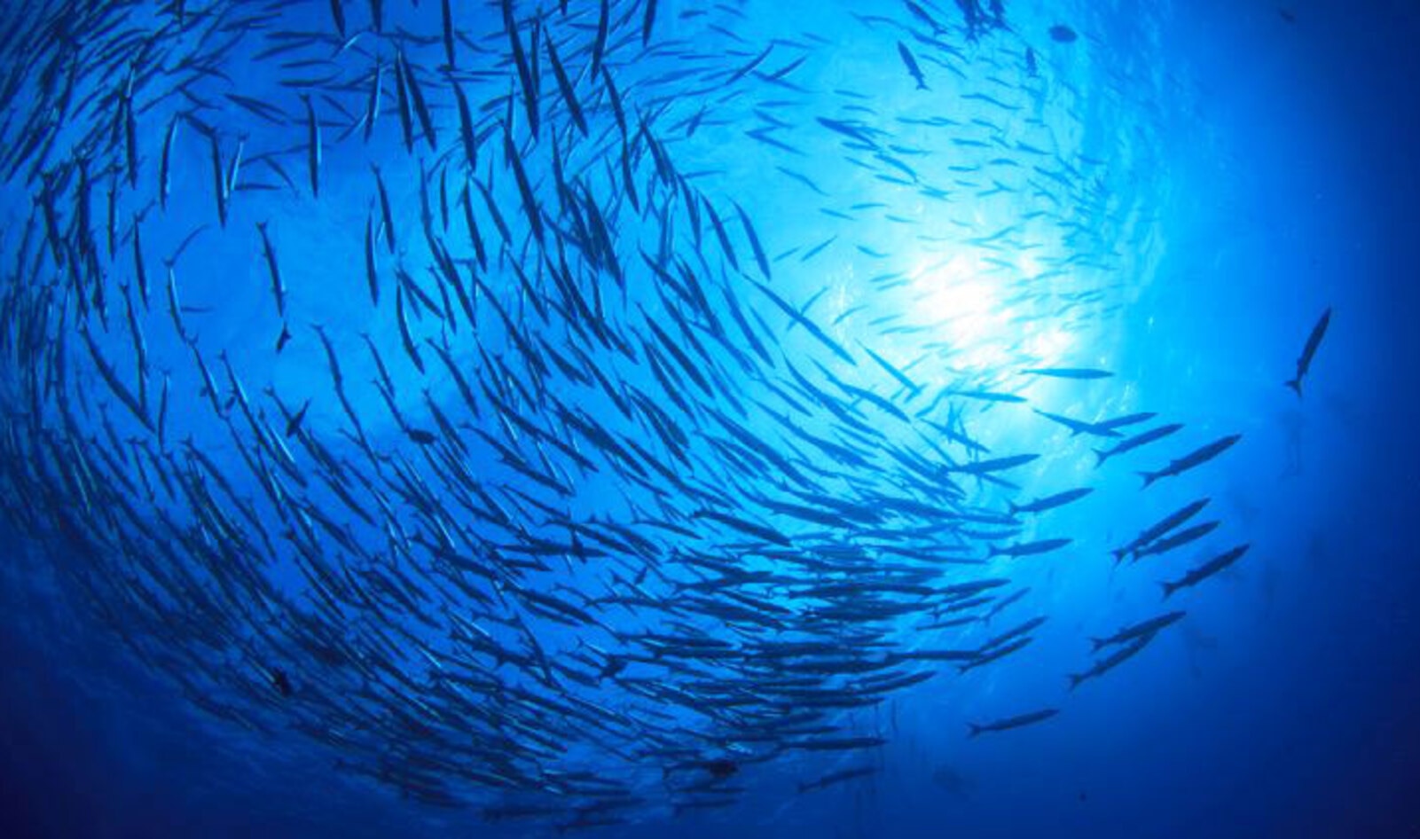 Startup Readies to Make 18 Million Pounds of Animal-Free Seafood Annually