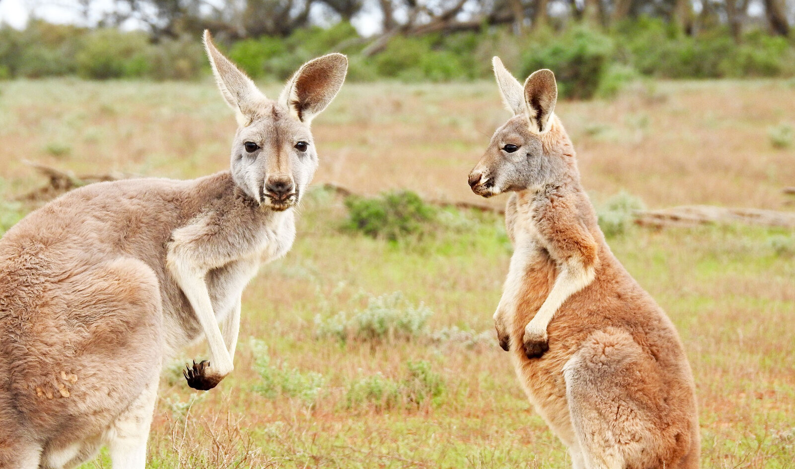 Australian Startup Develops World’s First Lab-Grown Kangaroo Meat